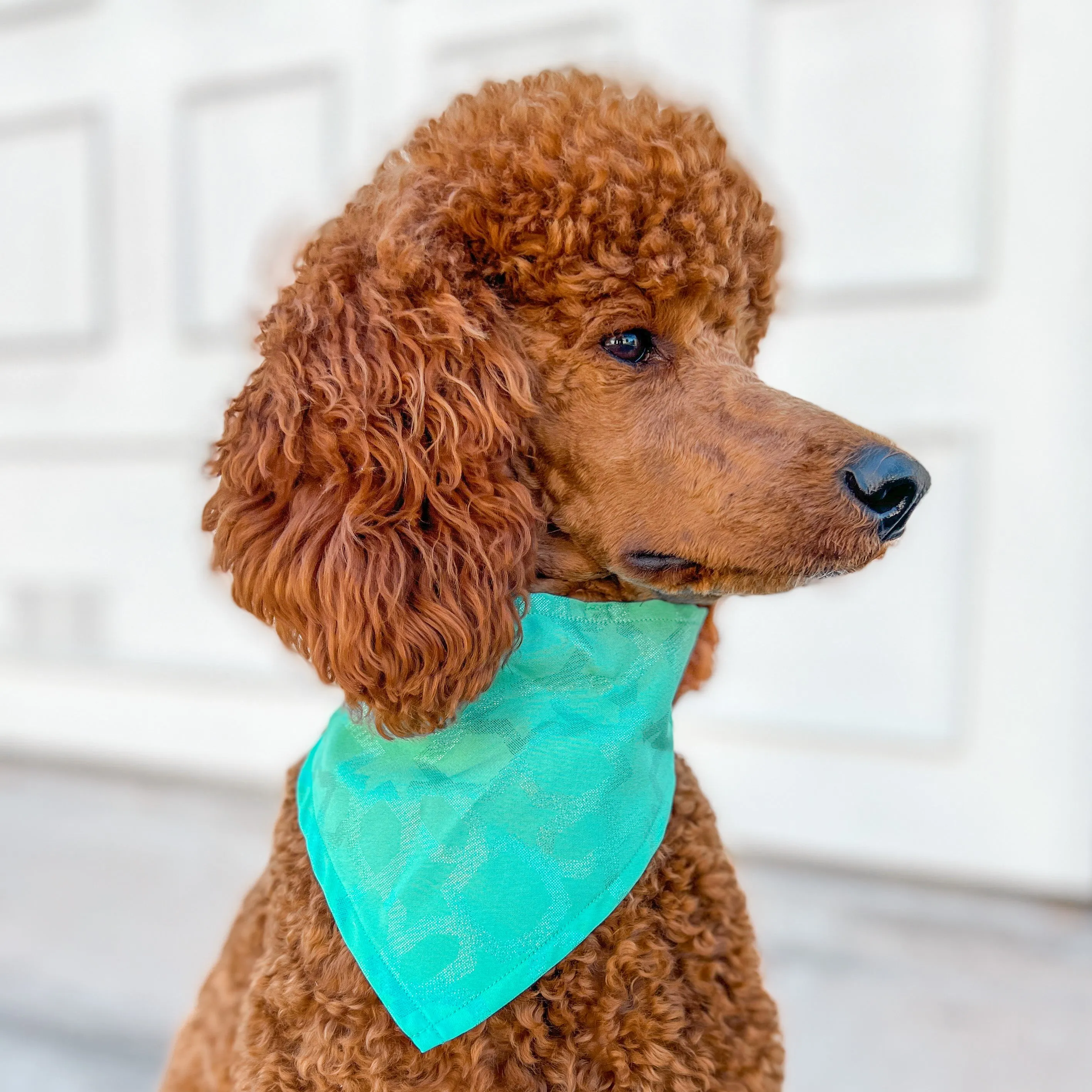 Arabian Nights Pet Bandana